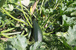 courgette courgette