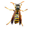 Live wasp isolated Live wasp isolated