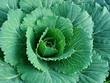 Foto: young ornamental cabbage young ornamental cabbage