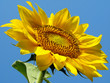 Foto: sunflower sunflower