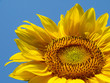 Foto: sunflower sunflower