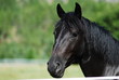 Cheval mérens Cheval mérens