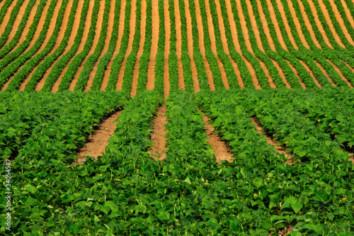 Photo: Sculptered Soybeans in Wisconsin Sculptered Soybeans in Wisconsin