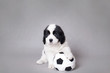 Little Landseer puppy with soccer ball portrait