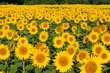 Foto: Sonnenblume Sonnenblume