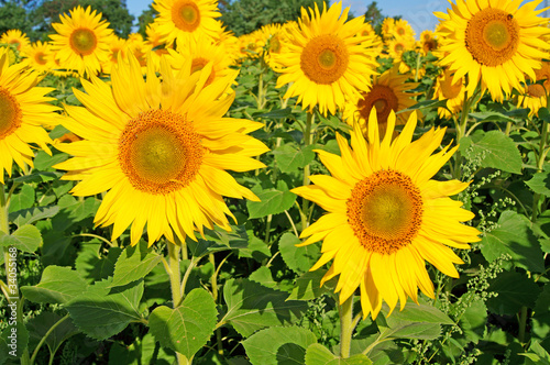 Foto: Sonnenblume Sonnenblume