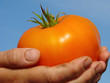big orange tomato big orange tomato