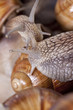 Snail