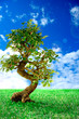 Bonsai nella Natura Bonsai nella Natura