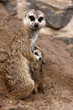 Erdmännchen mit Baby