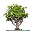 Little tree called bonsai with green leaves