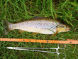 Foto: Fischfang - Bachforelle Fischfang - Bachforelle