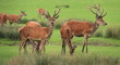 Cerfs