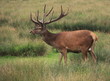 Cerf