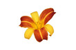 Fleur de Lys Orange