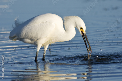 Photo: Snowy Egret Snowy Egret