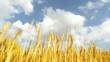 harvesting wheat field blue sky chorame Key