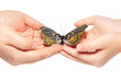 Photo: Hand releasing the butterfly Hand releasing the butterfly