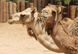 A Close Up of the Heads of Two Dromedary, or Arabian, Camels