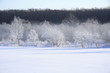 雪原の樹氷とけあらし