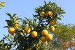 Orangenbaum