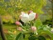 Apfelblüten