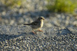 Spatz Spatz