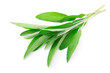 green leaves of sage, isolated on white background