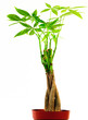 Braided Money Tree