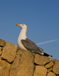 Close up photo of proud big seagull bird sitting on stone wall Close up photo of proud big seagull bird sitting on stone wall