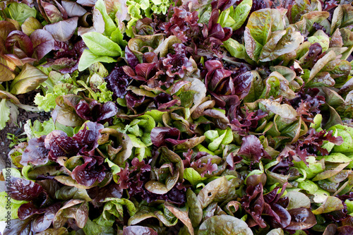 Photo: lettuce garden lettuce garden