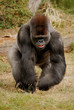 Photo: Gorille Gorille
