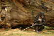 Bonobo
