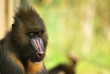 Photo: Mandrille Mandrille