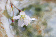 Photo: 早咲き桜 早咲き桜