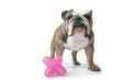 mine patibulaire du bulddog devant son jouet rose mine patibulaire du bulddog devant son jouet rose