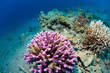 corals in the sea