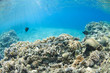 Fistularia commersonii in the sea
