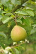 poire Citron