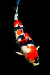Showa koi