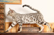 chat tacheté - bengal, léopardette