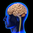 The human brain