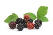 Fruits sauvages