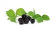 Fruits des bois
