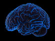 The human brain