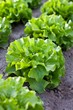 Lettuce
