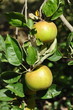 pomme 'Reinette verte'