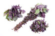 Cut basil isolated on the white background Cut basil isolated on the white background