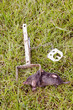 Mole caught with traps. Mole caught with traps.