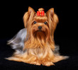 Beautiful Yorkshire Terrier Beautiful Yorkshire Terrier
